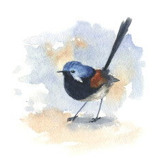 Watercolor drawing small blue bird malur