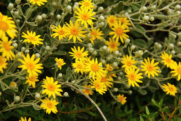view of Daisies, small yellow flowers in garden.
