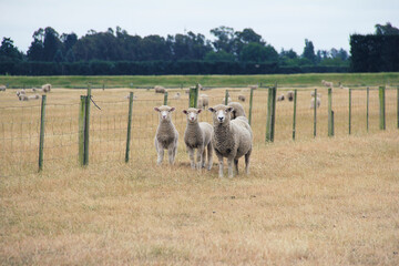 View of a family sheep on a farm in South Island, New Zealand in summer morning