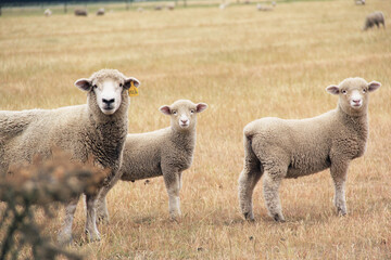 View of a family sheep on a farm in South Island, New Zealand in summer morning