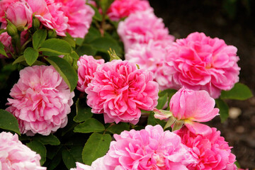 View of Beautiful pink roses in late spring