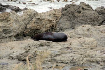 View of a male seal resting on a rocky beach in Peninsula Walkway Seal Spotting in Kaikoura, New Zealand