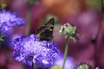 Schmetterling auf einer Skabiosen-Blüte