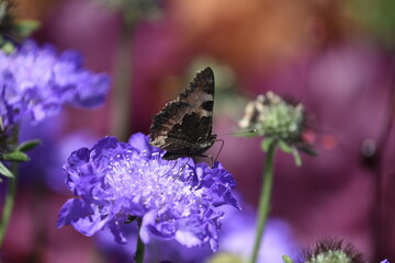 Schmetterling auf einer Skabiosen-Blüte