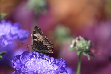 Schmetterling auf einer Skabiosen-Blüte