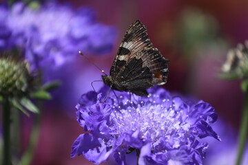 Schmetterling auf einer Skabiosen-Blüte
