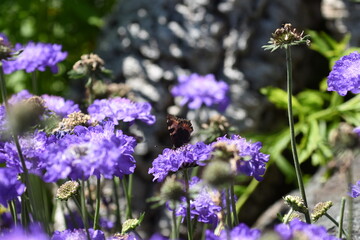 Schmetterling auf einer Skabiosen-Blüte