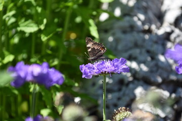 Schmetterling auf einer Skabiosen-Blüte