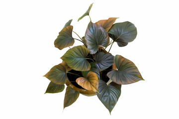 Tropical Homalomena leaves, Homalomena Emerald Gem houseplant  isolated on white background, with clipping path