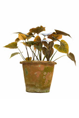 Tropical Homalomena leaves, Homalomena Emerald Gem houseplant  isolated on white background, with clipping path