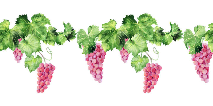 Watercolor seamless border with grape brushes, branches and leaves of various grape varieties