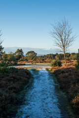 Hindhead common looking towards the South Downs