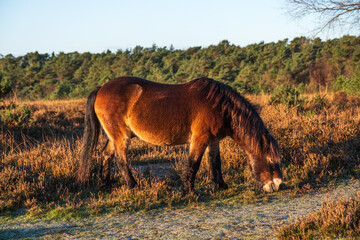 Hindhead common looking towards the South Downs
