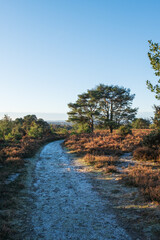 Hindhead common looking towards the South Downs