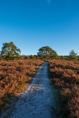 Hindhead common looking towards the South Downs