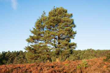 Hindhead common looking towards the South Downs