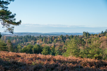 Hindhead common looking towards the South Downs