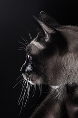 Beautiful cat profile on black background. Closeup portrait, monochromatic image, expressive look, copy space.