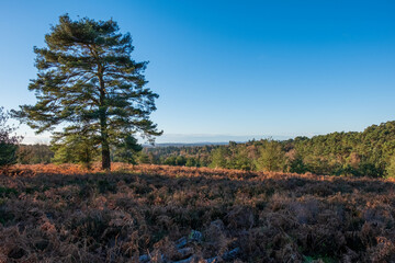 Hindhead common looking towards the South Downs