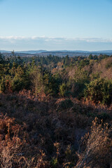 Hindhead common looking towards the South Downs