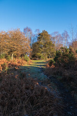 Hindhead common looking towards the South Downs