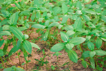 sunflower sprouts in the garden