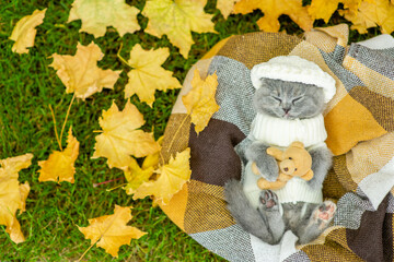 Kitten wearing warm hat and sweater sleeps on plaid and hugs toy bear. Top down view. Empty space...