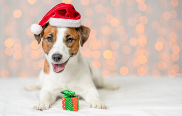 Happy Jack russell terrier puppy wearing santa hat lies on festive background. Empty space for text