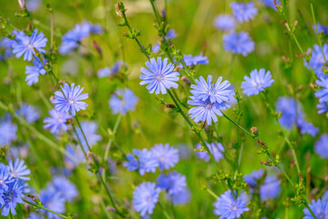 Blue flowers of chicory. Common Chicory. Cichorium intybus. Summer landscape. - obrazy, fototapety, plakaty