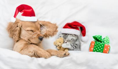 English Cocker spaniel puppy and tiny kitten wearing santa hat sleep together with gift box under...