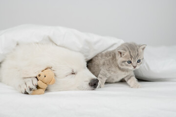 White Swiss shepherd puppy sleeps near tiny kitten under white warm blanket on a bed at home