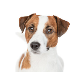 Portrait of a Jack russell terrier puppy in front view. Isolated on white background