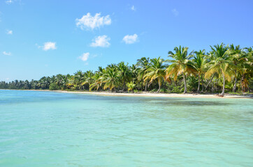 Fototapeta premium Tropical beach with palm and turquoise sea