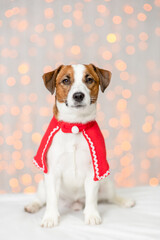 Jack russell terrier puppy wearing deer horns sits on festive background. Empty space for text
