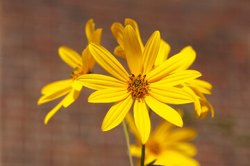 blühender Gelber Sonnenhut, Blumen, Deutschland
