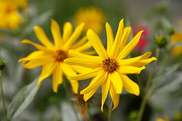 blühender Gelber Sonnenhut, Blumen, Deutschland