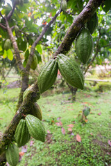 cocoa plant