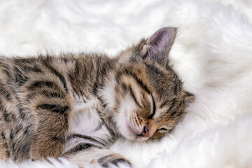 Little lovely kitten sleeps warmly on soft fur white plaid or carpet close up image