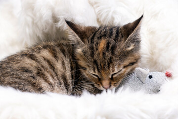 Little lovely kitten sleeps warmly on soft fur white carpet with toy mouse.