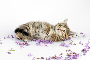 Little cute kitten playing with lilac flowers on white background.
