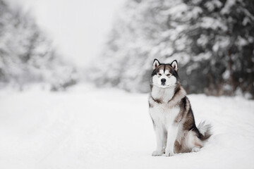 malamute dog play in snow in cold white winter