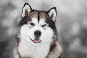 malamute dog play in snow in cold white winter