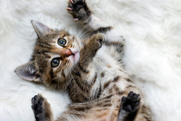 Little lovely kitten wrapped in a warm white carpet and play his paws. Close-up portrait