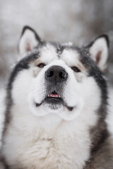 malamute dog play in snow in cold white winter