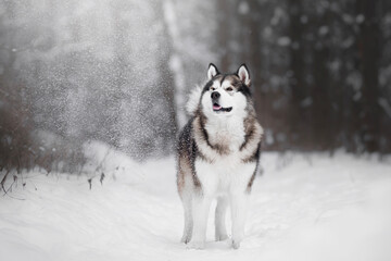malamute dog play in snow in cold white winter