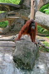 A large orangutan in a zoo vallière.