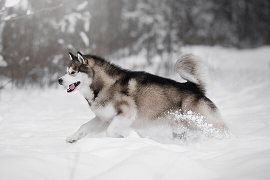 malamute dog play in snow in cold white winter