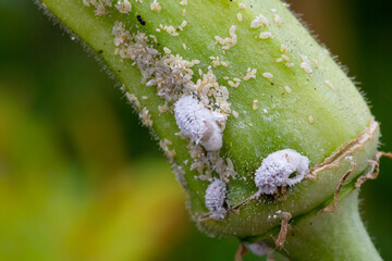 Mealybug infestation growth of plant. Macro of mealybug. Mealybugs on the okra plant.