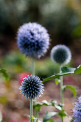 thistle in bloom