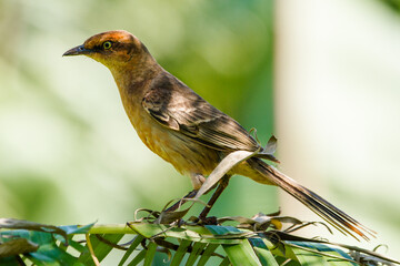 Chalk-browed Mockingbird on a branch